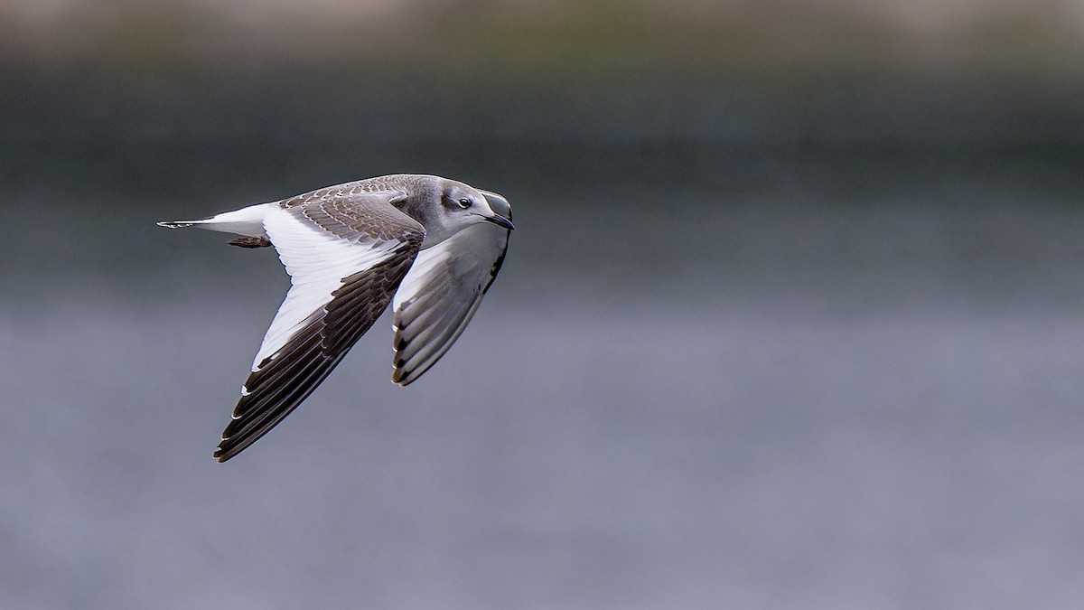 Sabine's Gull - ML643398149