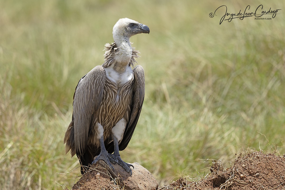 White-backed Vulture - ML643398188