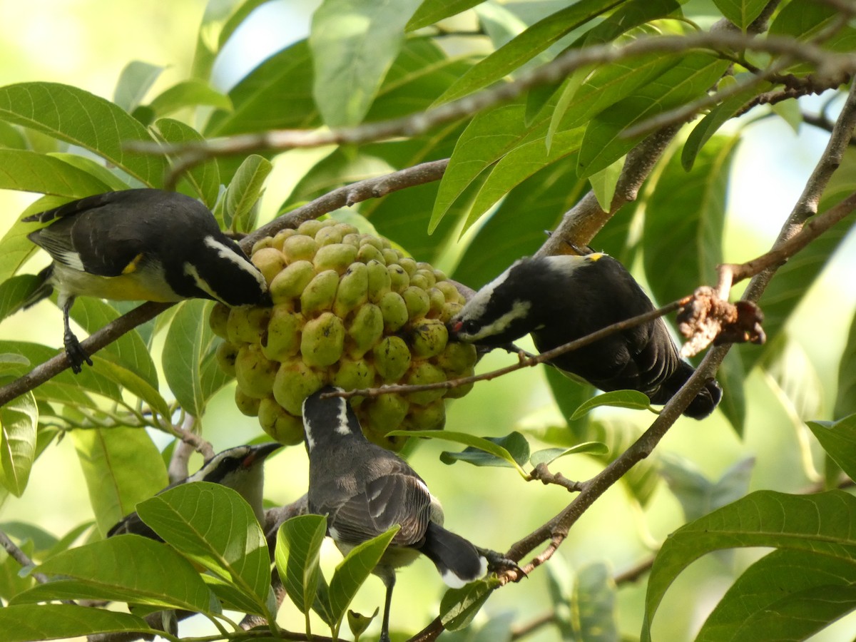Bananaquit - ML643398208