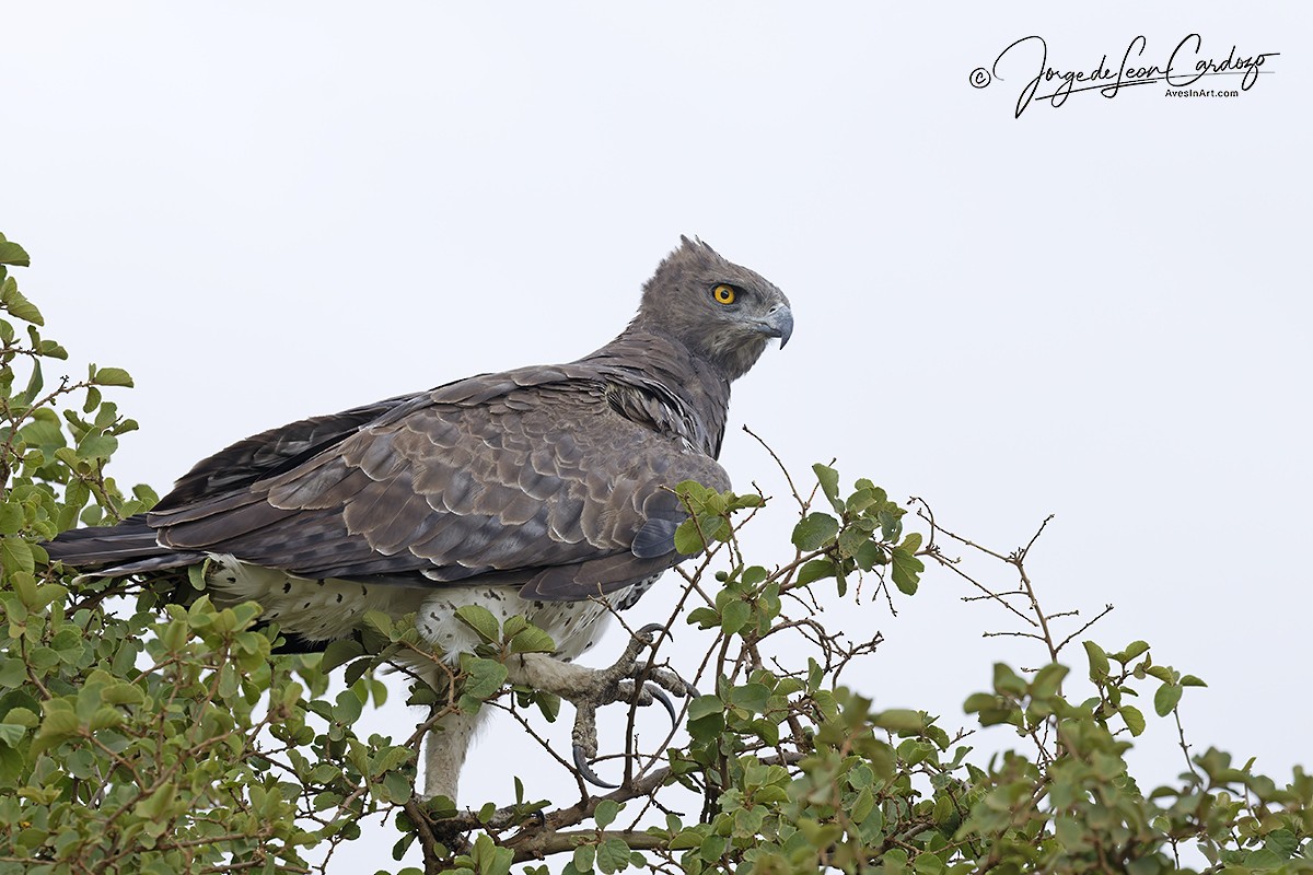 Martial Eagle - ML643398212