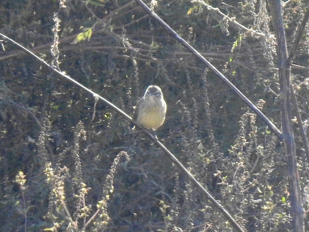 Palm Warbler - ML643398217