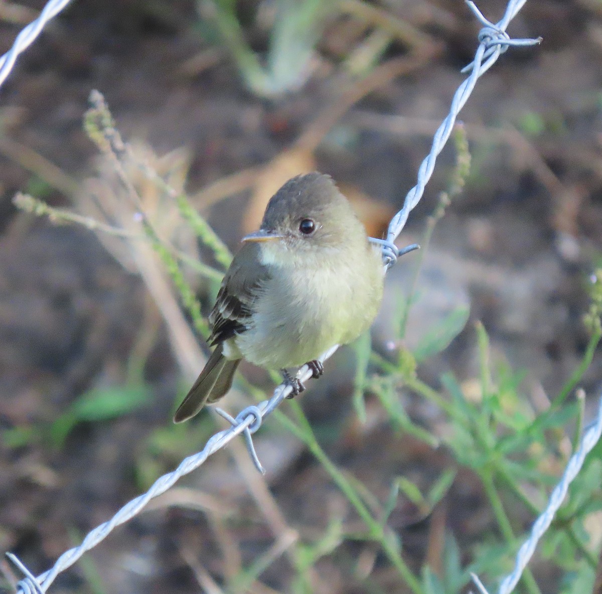 Northern Tropical Pewee - ML643398224