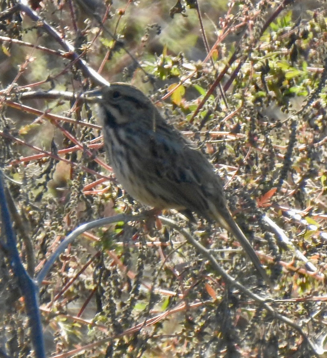 Song Sparrow - ML643398227