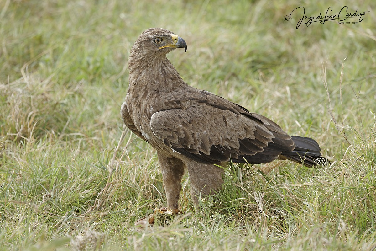 Tawny Eagle - ML643398229