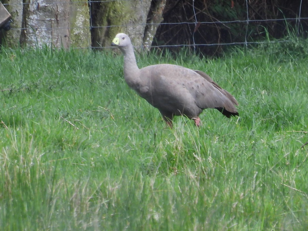 Cape Barren Goose - ML643398234
