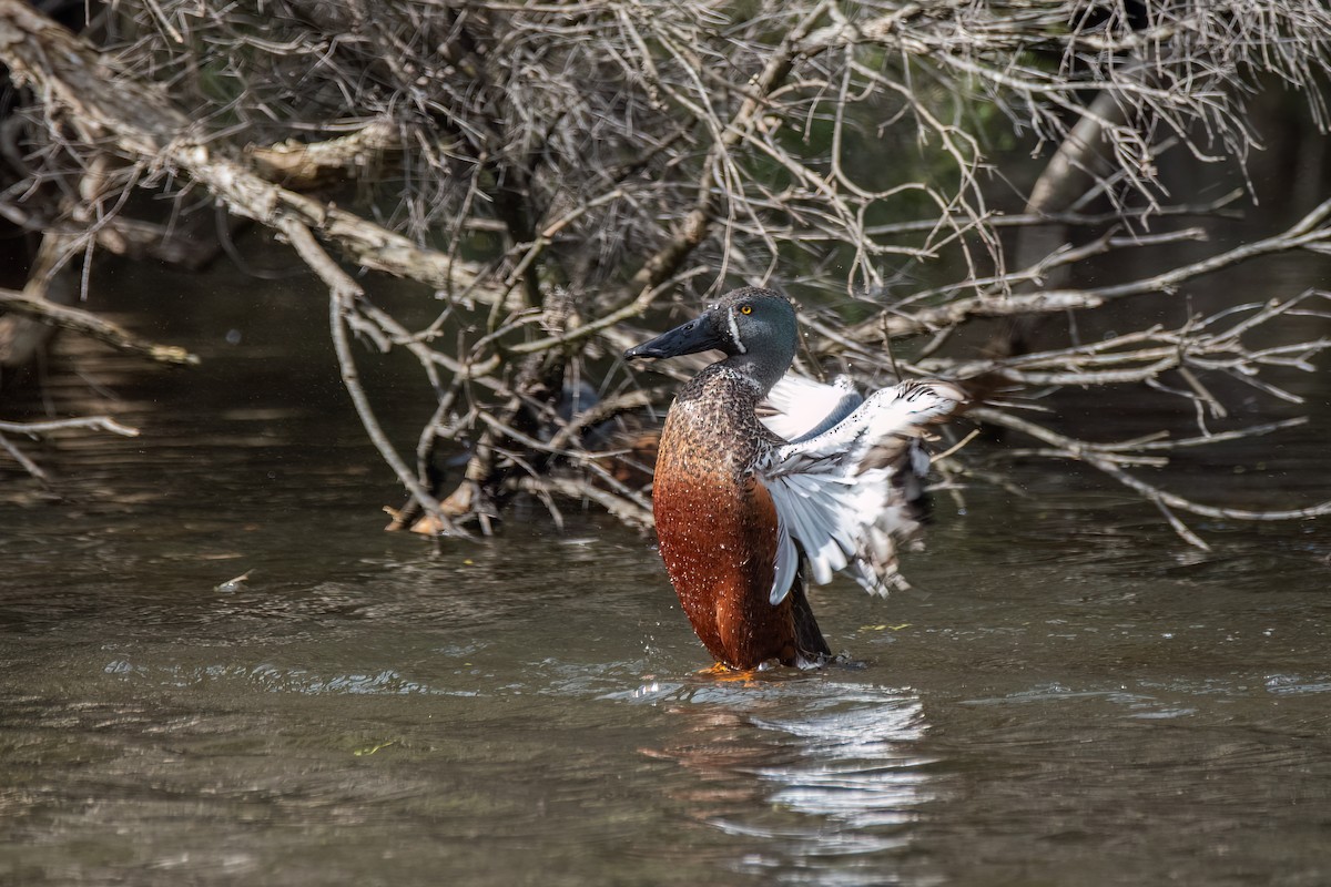 Australasian Shoveler - ML643398235