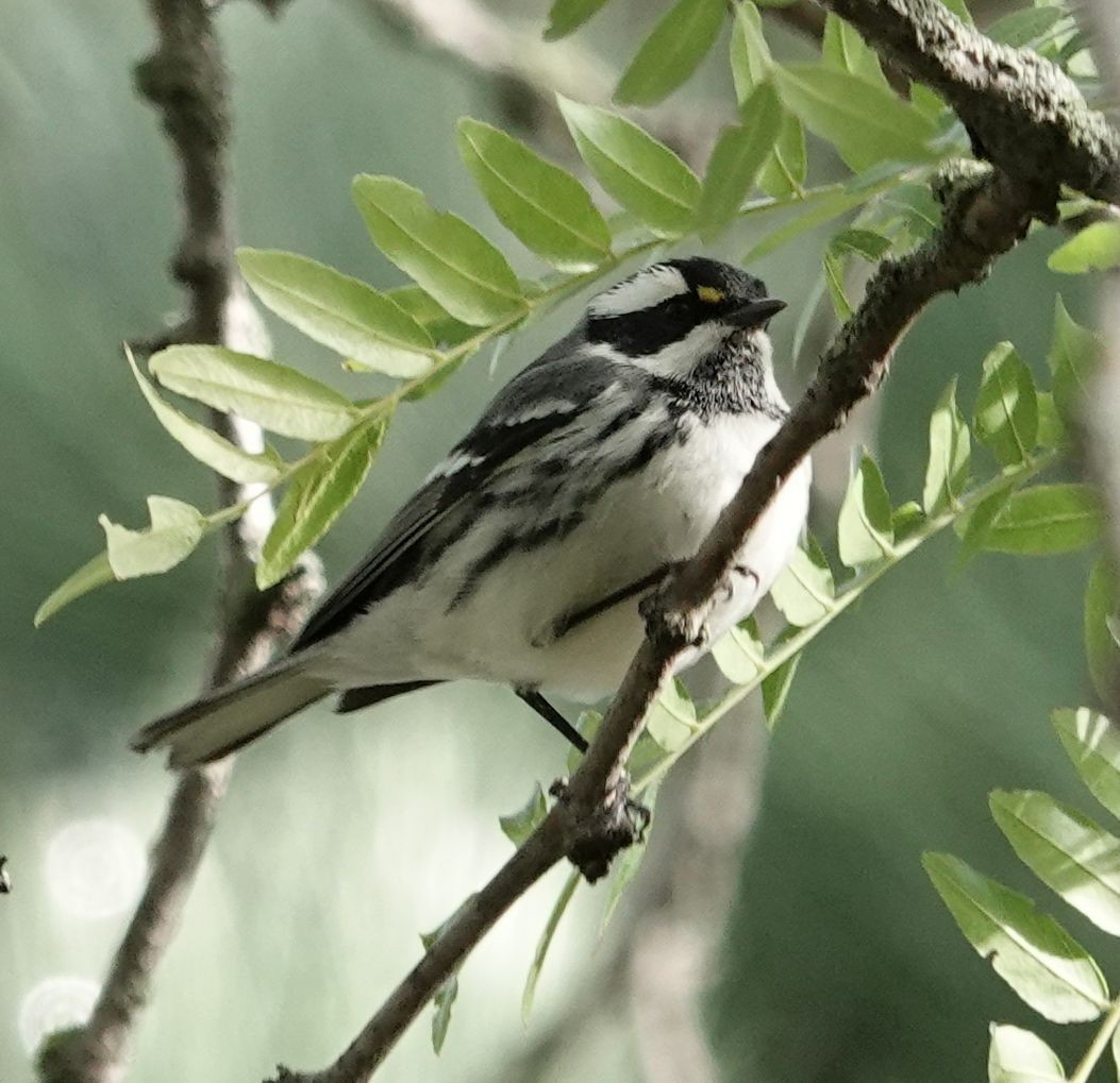Black-throated Gray Warbler - ML643398237