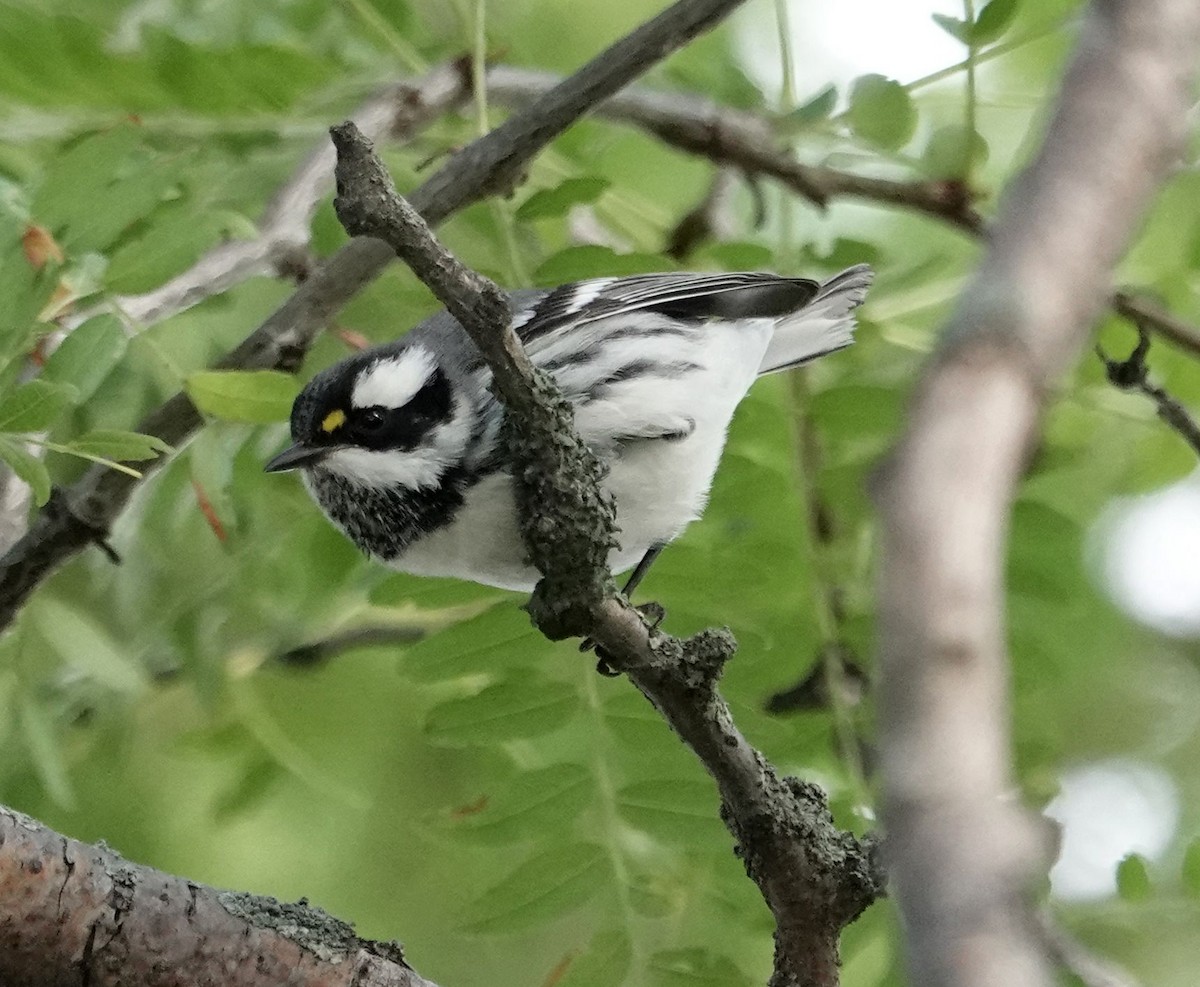 Black-throated Gray Warbler - ML643398238