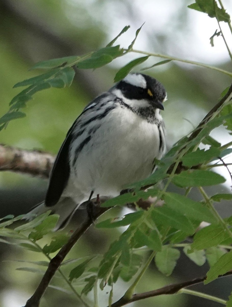 Black-throated Gray Warbler - ML643398239