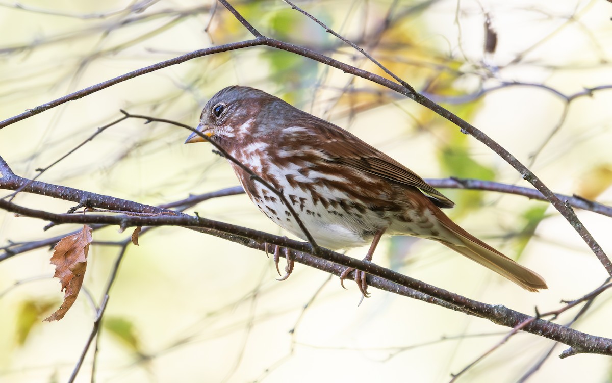 Fox Sparrow (Red) - ML643398240