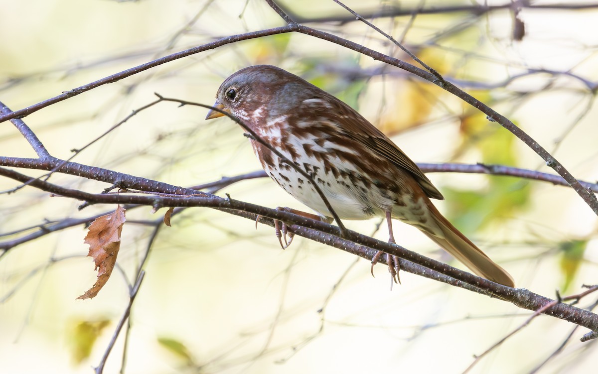 Fox Sparrow (Red) - ML643398241