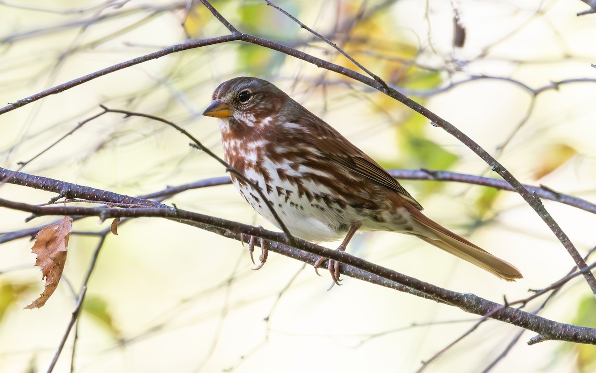 Fox Sparrow (Red) - ML643398242