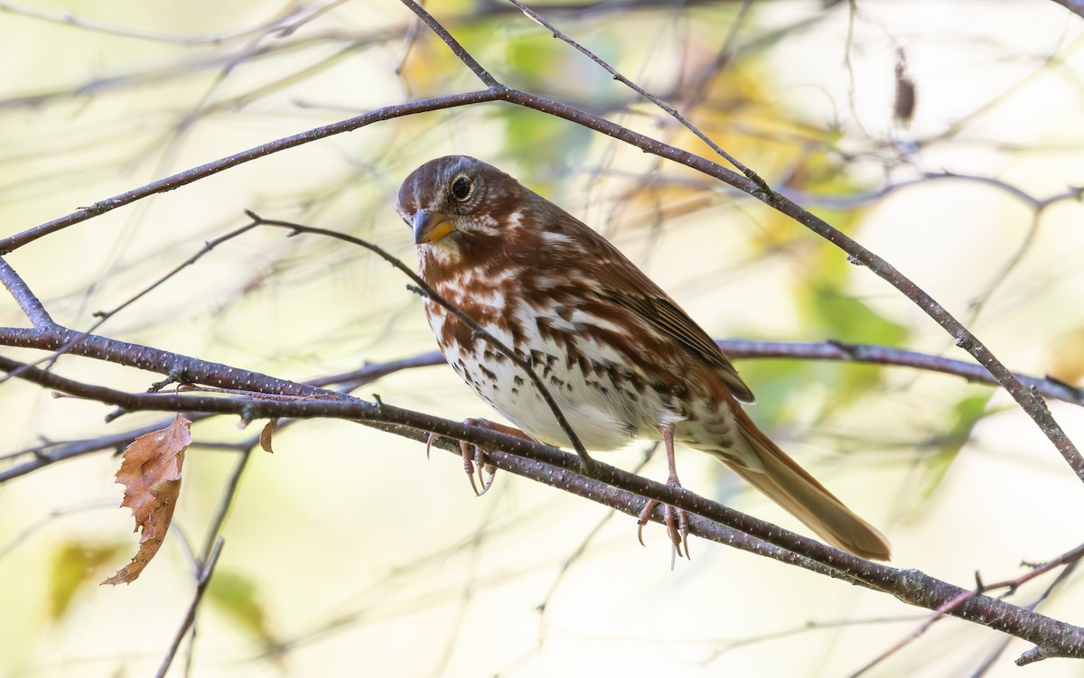 Fox Sparrow (Red) - ML643398243