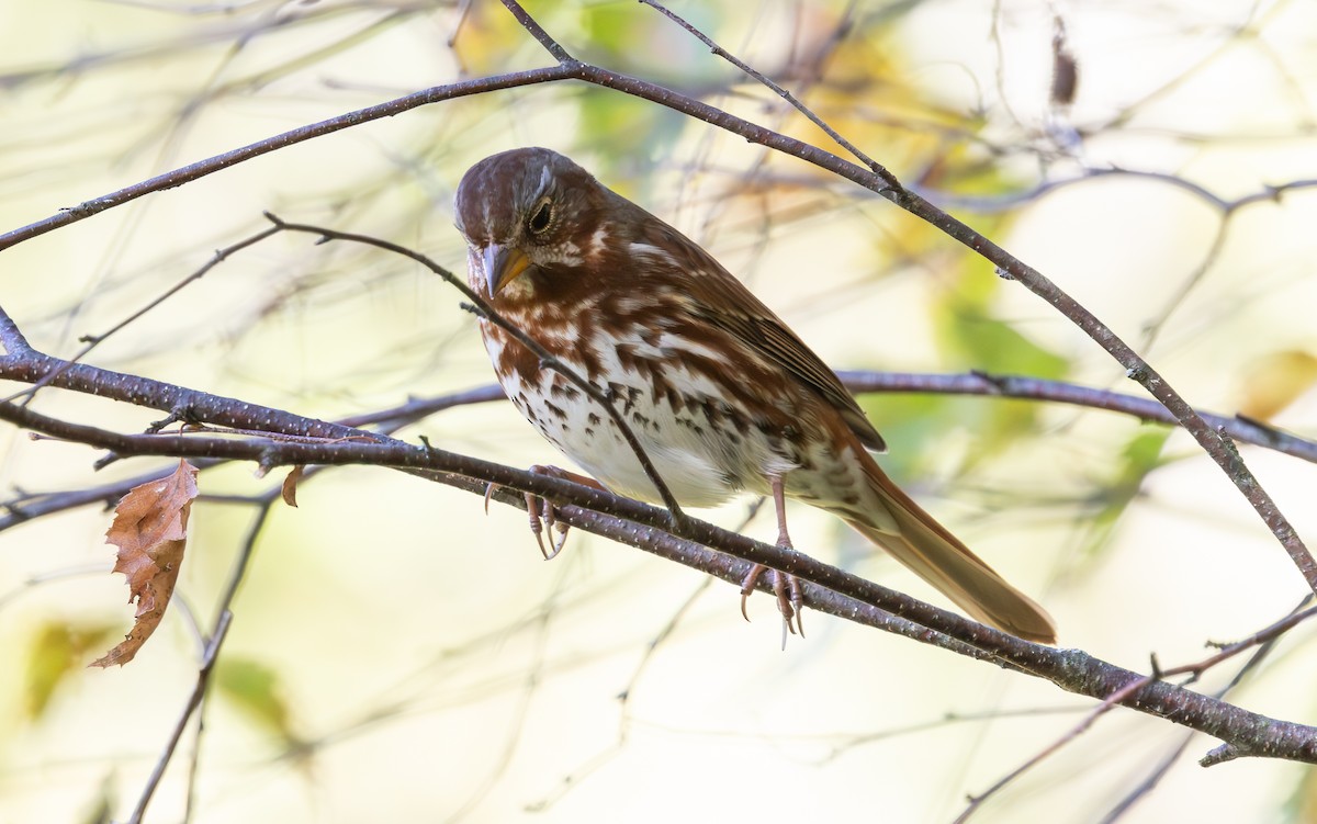 Fox Sparrow (Red) - ML643398244