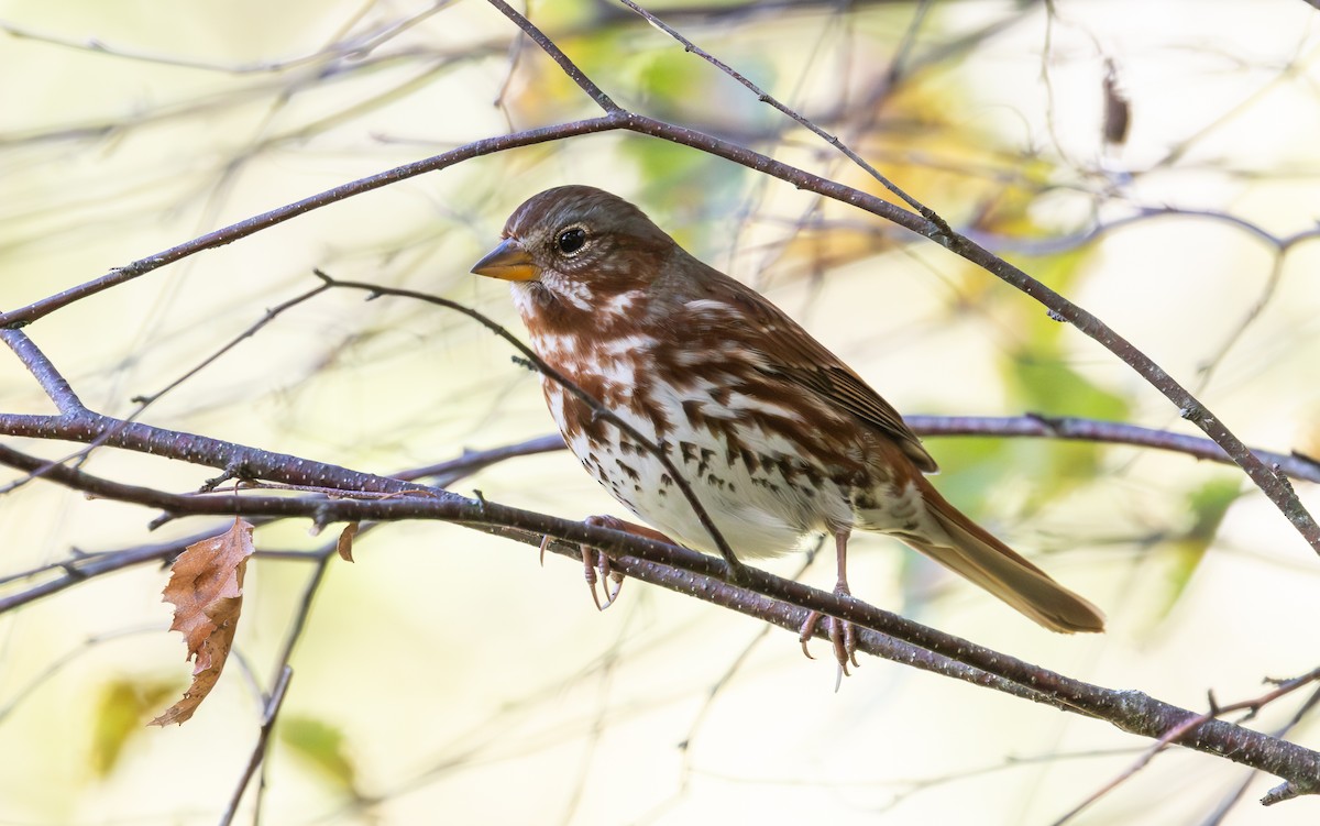 Fox Sparrow (Red) - ML643398245