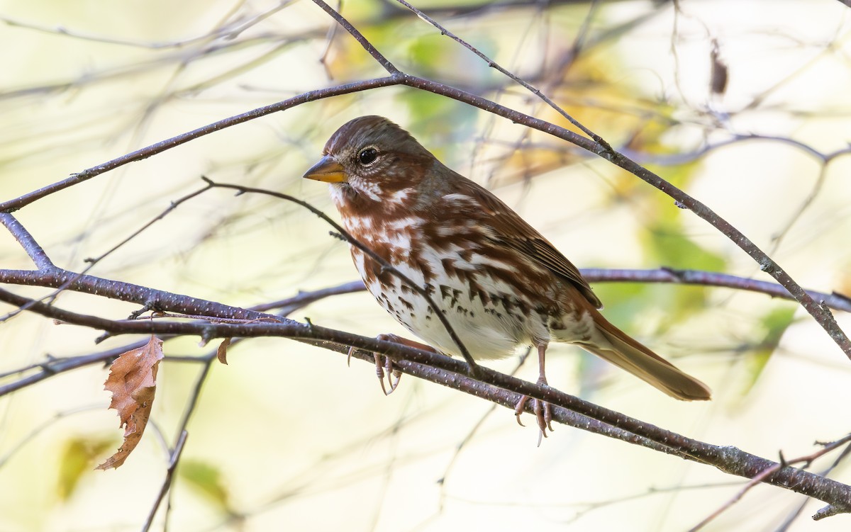 Fox Sparrow (Red) - ML643398246