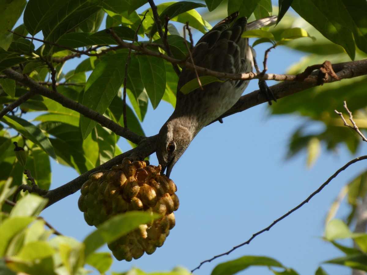 Bahama Mockingbird - ML643398248