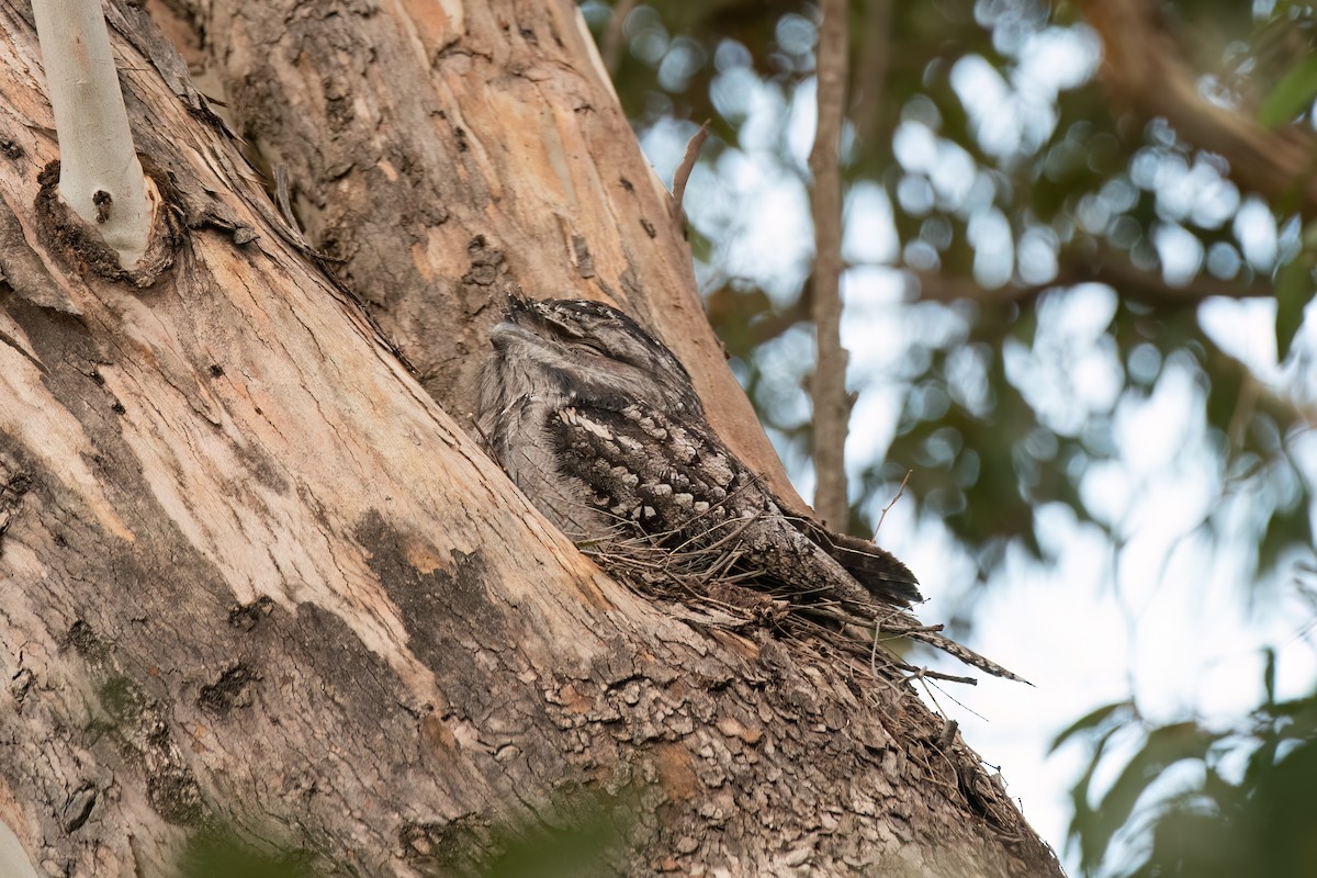 Tawny Frogmouth - ML643398252