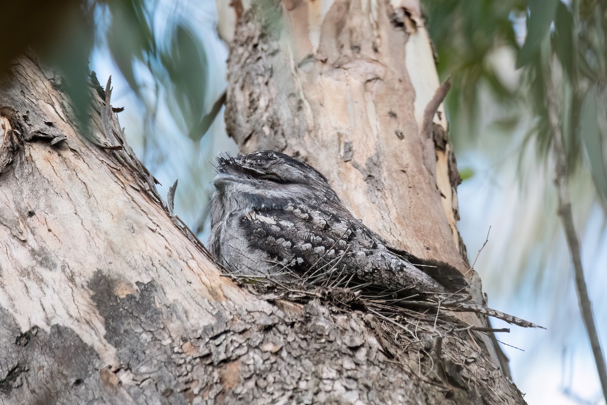 Tawny Frogmouth - ML643398253