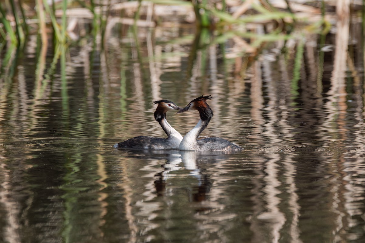 Great Crested Grebe - ML643398256