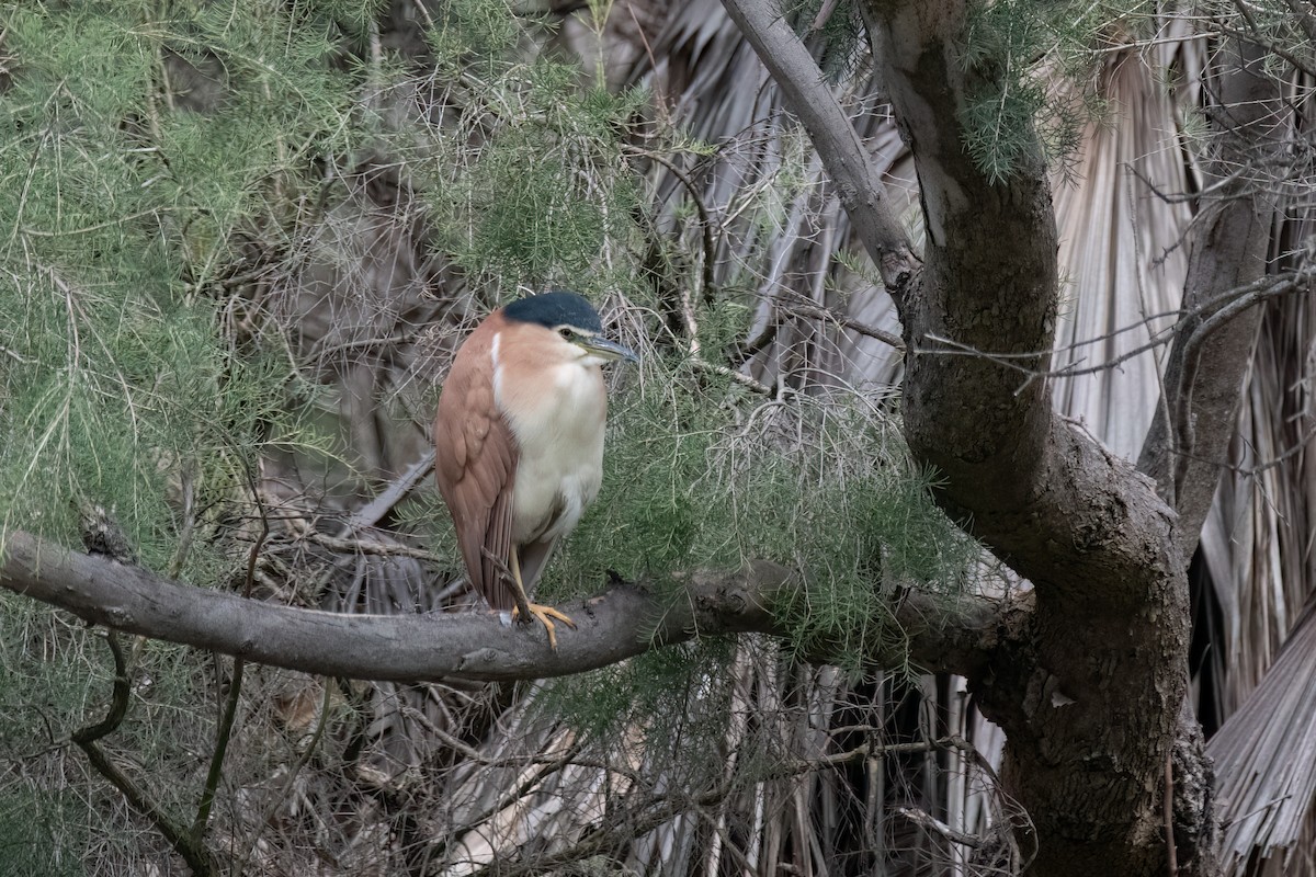 Nankeen Night Heron - ML643398270