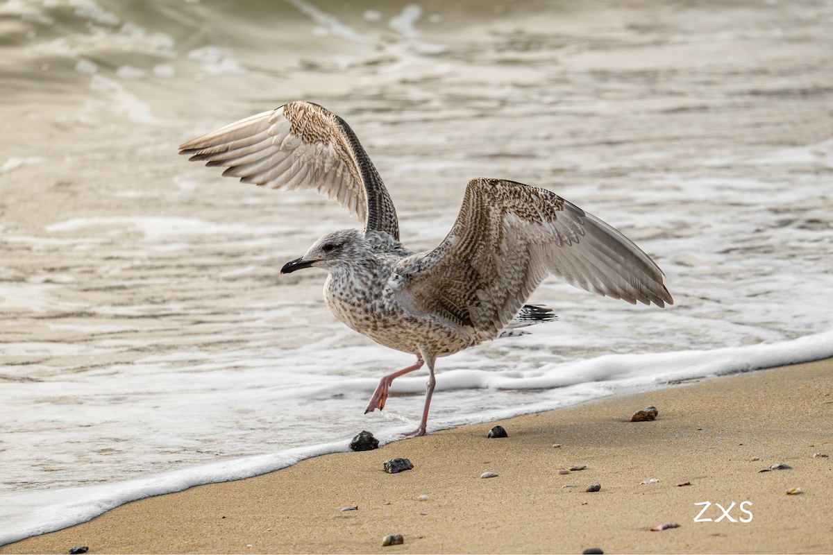 Kaio kamtxatkarra - ML643398273