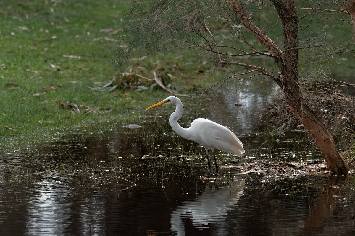 Great Egret - ML643398274