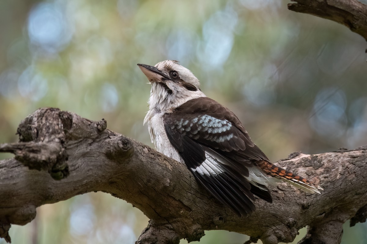 Laughing Kookaburra - ML643398276
