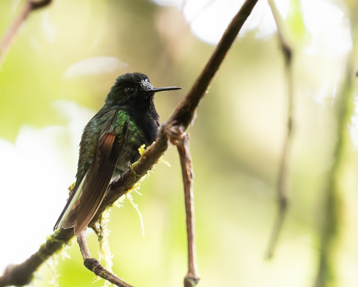 Black-bellied Hummingbird - ML643398278