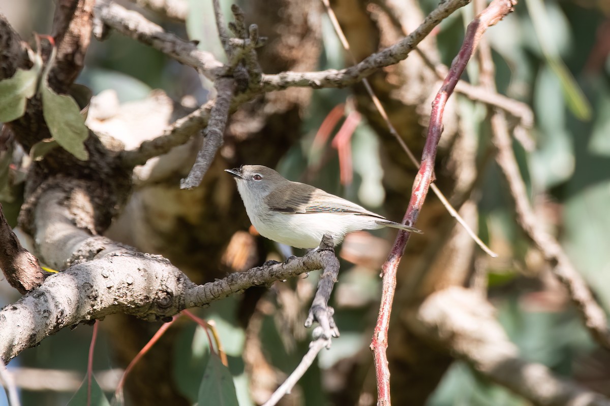 Western Gerygone - ML643398289