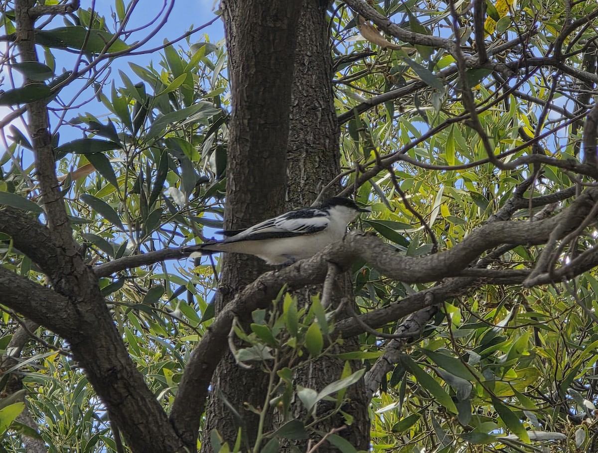 White-winged Triller - ML643398292