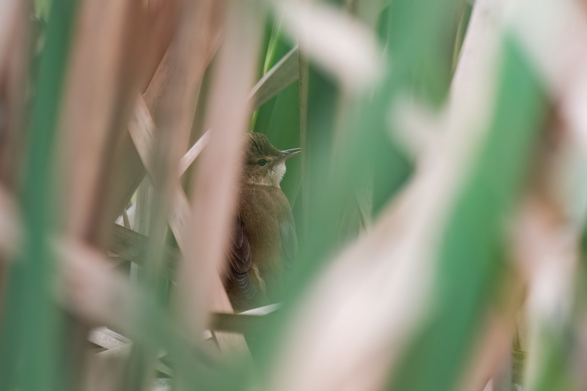 Australian Reed Warbler - ML643398293