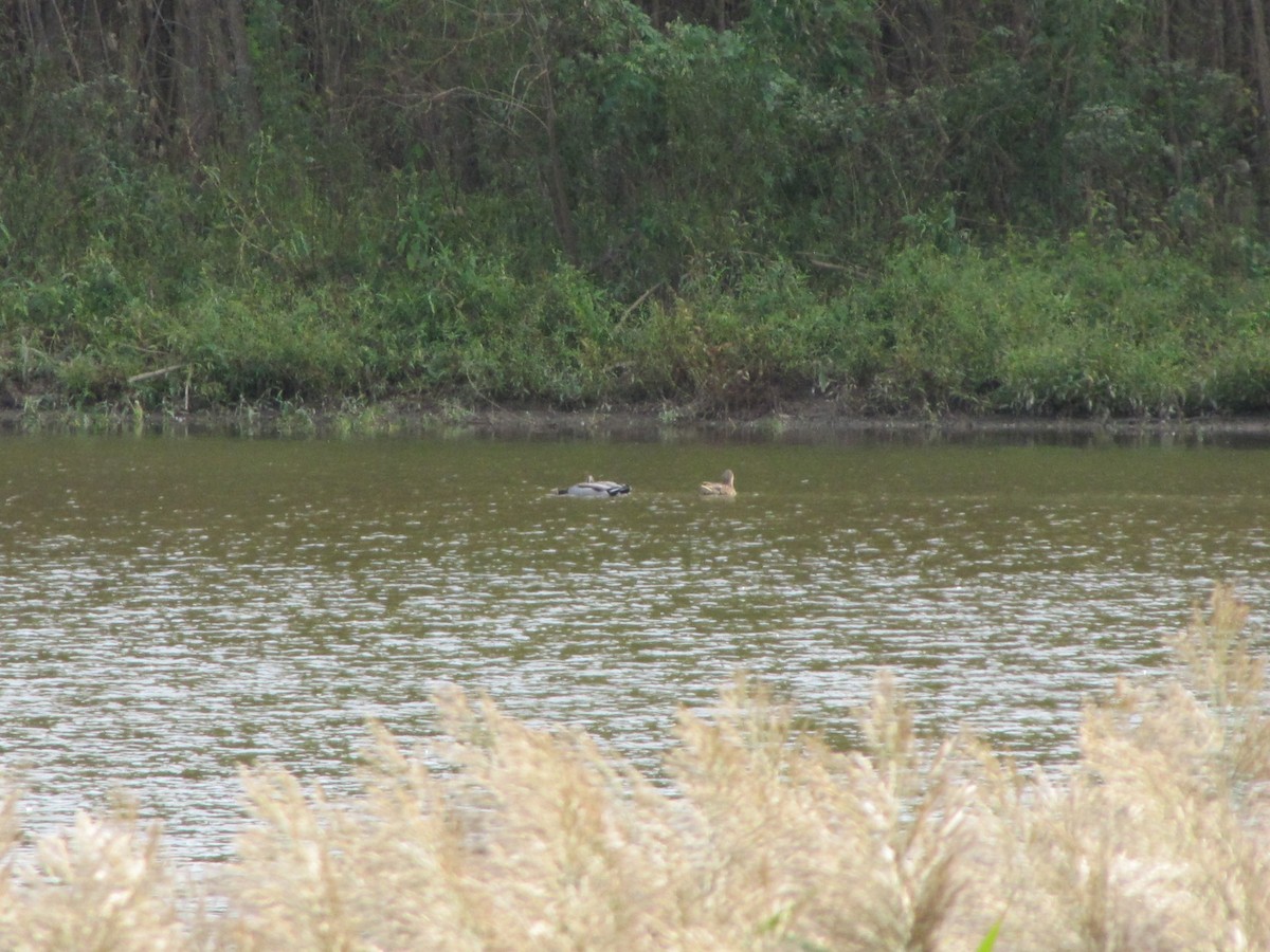 Canard colvert - ML643398311