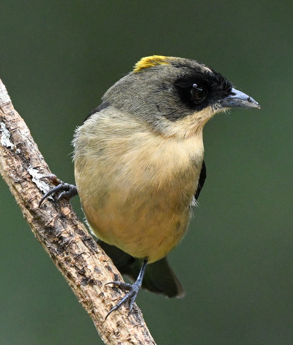 Black-goggled Tanager - ML643398332