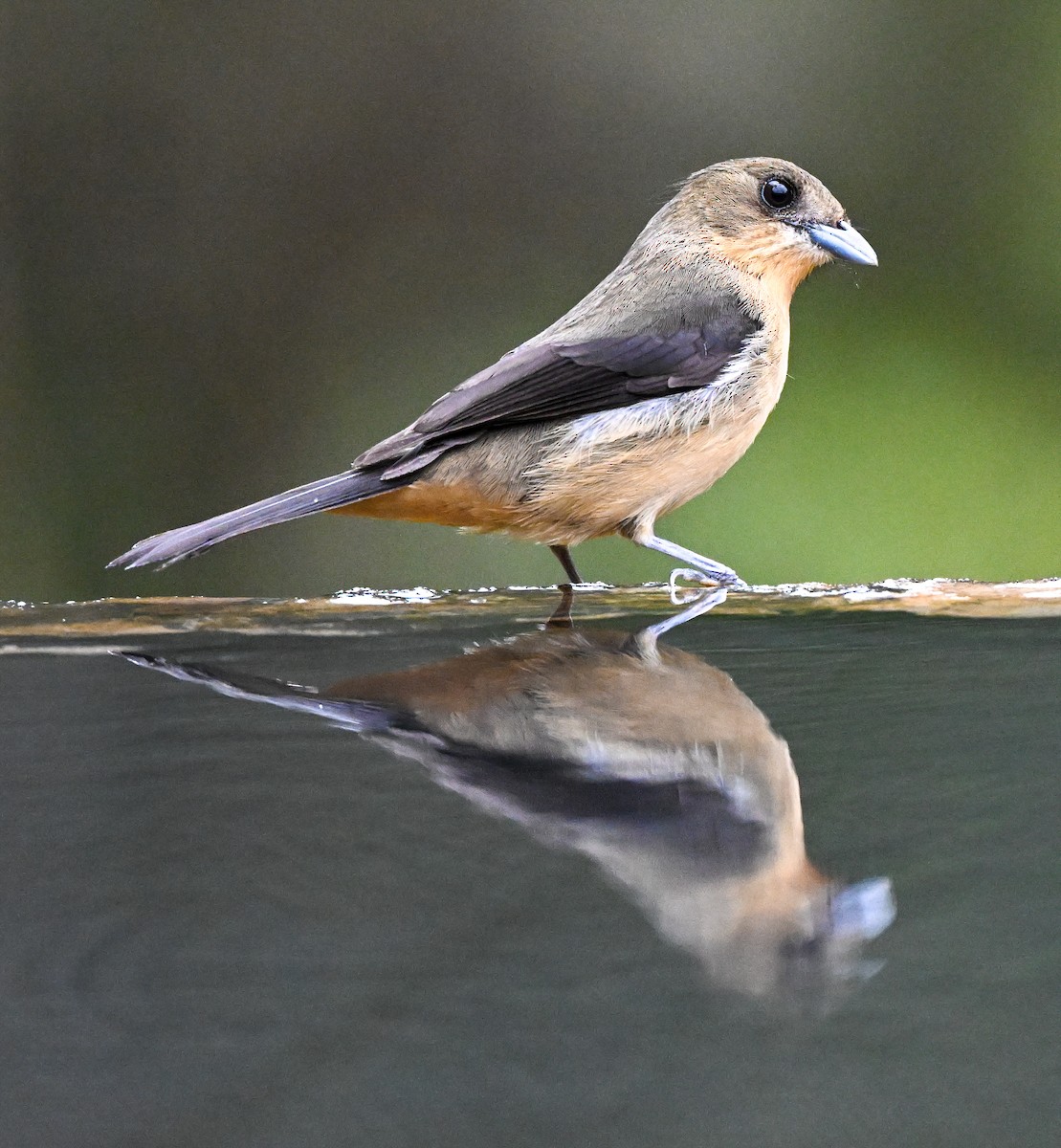 Black-goggled Tanager - ML643398333