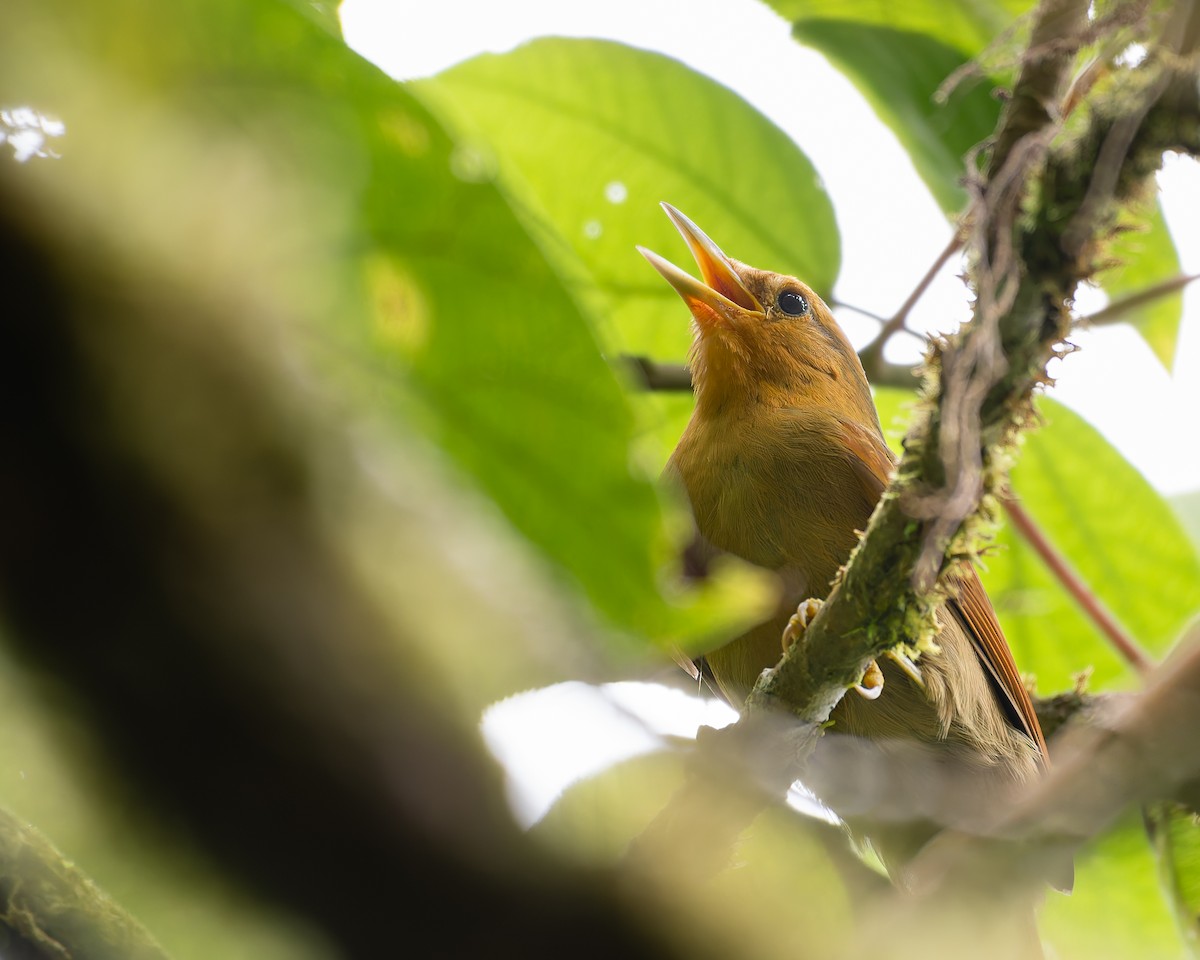 Buff-fronted Foliage-gleaner - ML643398339