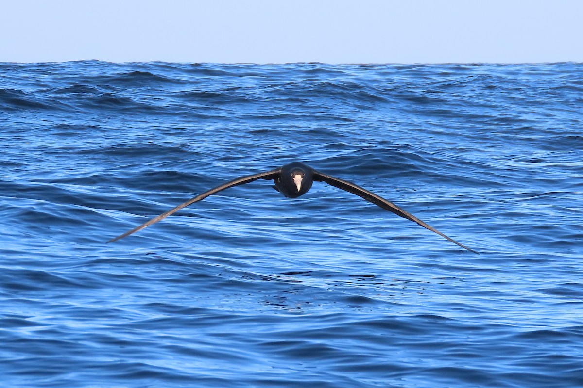 Southern Giant-Petrel - ML643398340