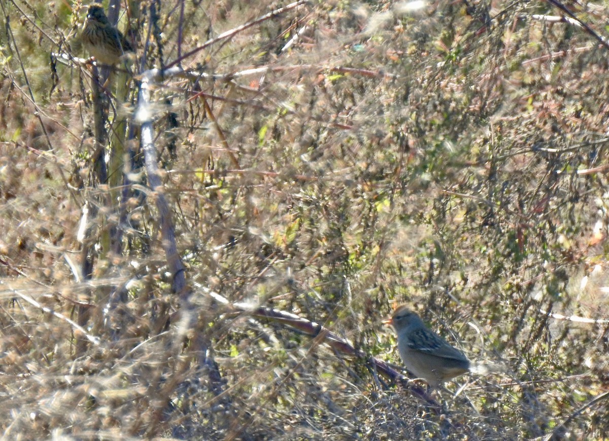 White-crowned Sparrow - ML643398341