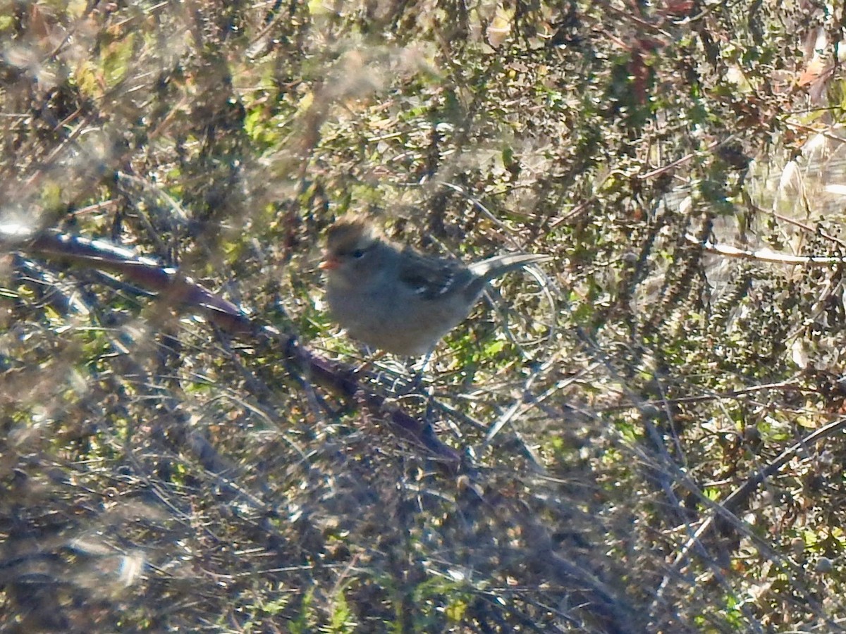 White-crowned Sparrow - ML643398343