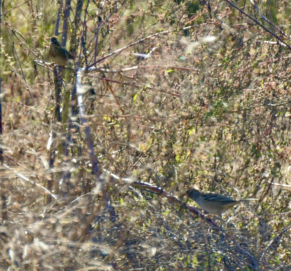 White-crowned Sparrow - ML643398344