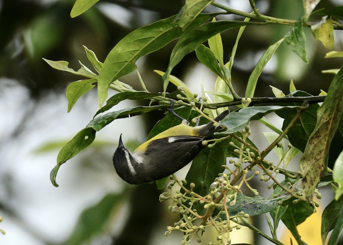 Bananaquit - ML643398345