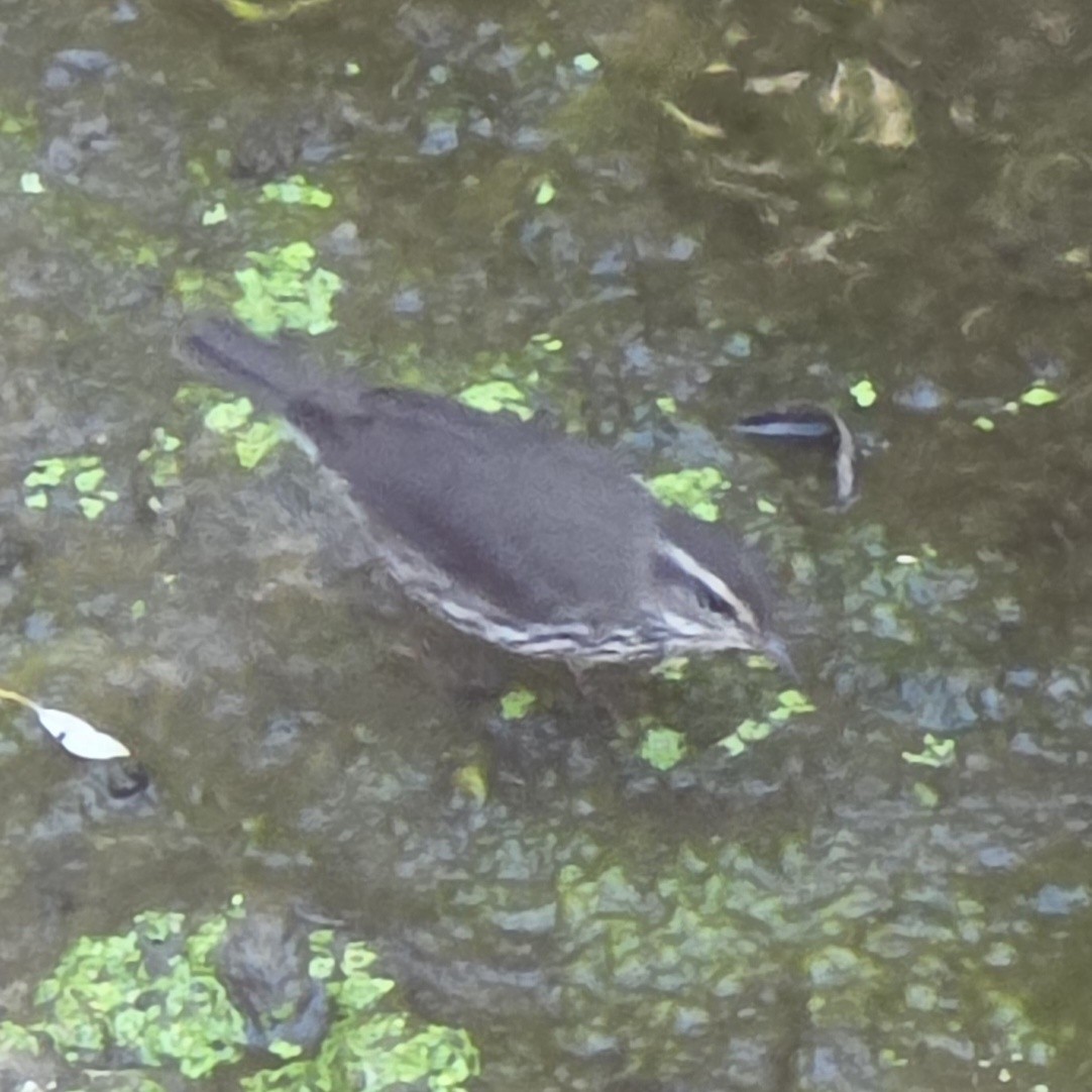 Northern Waterthrush - ML643398346