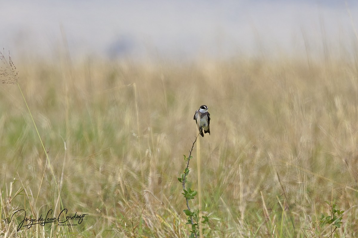Banded Martin - ML643398371