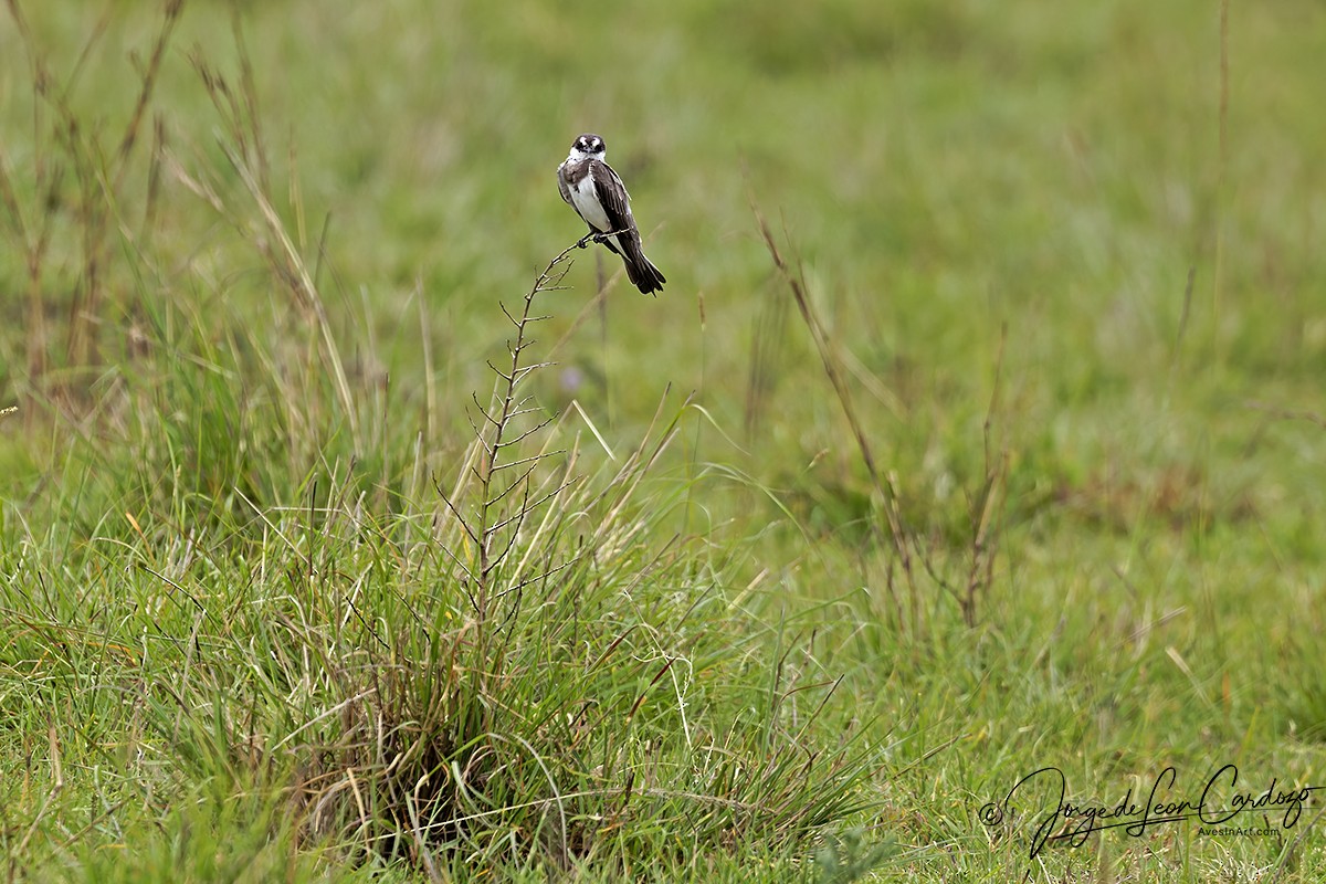 Banded Martin - ML643398372