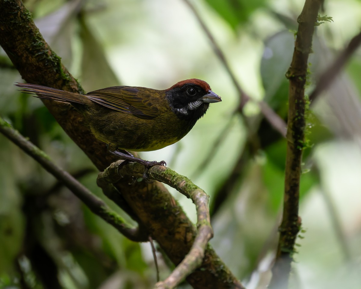 Sooty-faced Finch - ML643398379