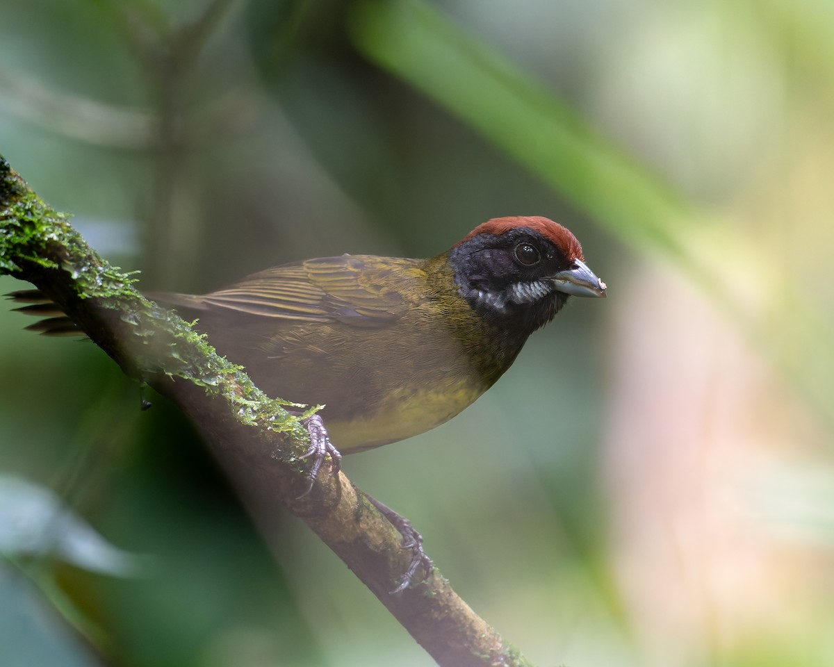 Sooty-faced Finch - ML643398380