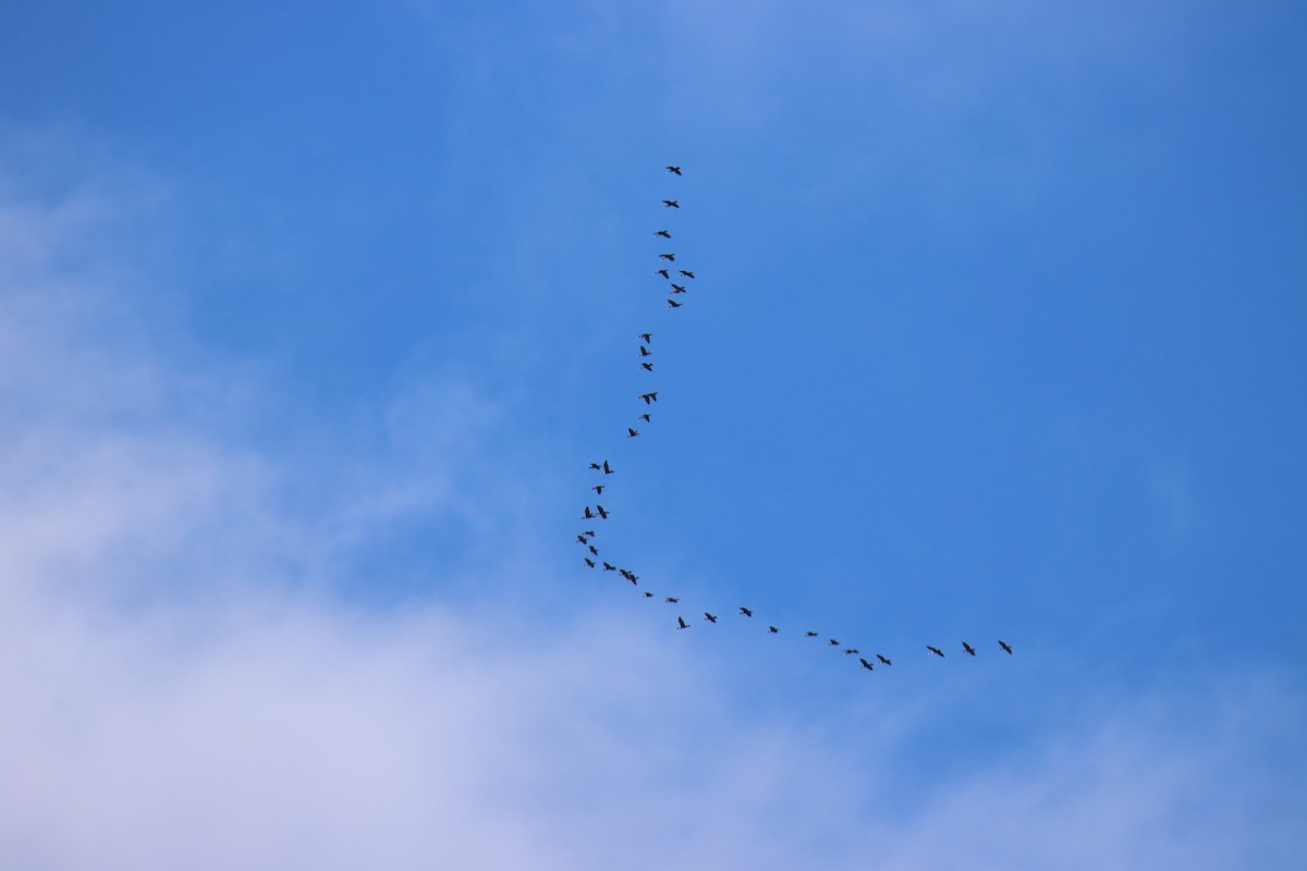 Double-crested Cormorant - ML643398385