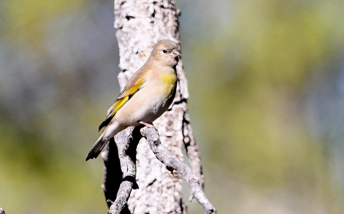 Lawrence's Goldfinch - ML643398394