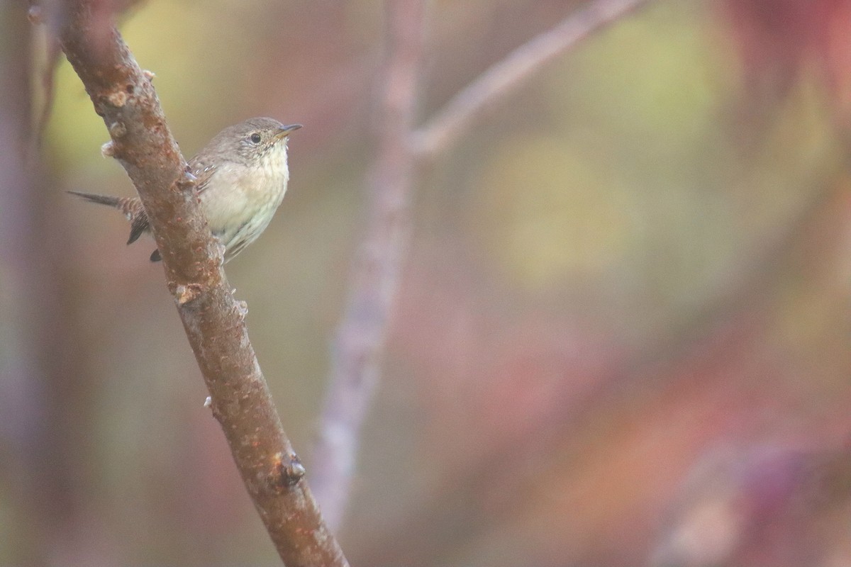 Northern House Wren (Northern) - ML643398403