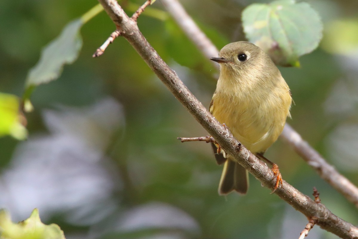 Ruby-crowned Kinglet - ML643398411